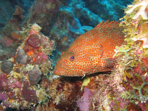 mérou Eppinephelus cruentatus.JPG